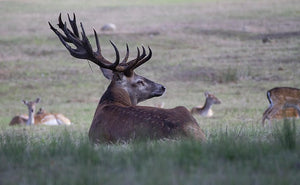 Why Shed Hunting Is the Ultimate Off-Season Adventure