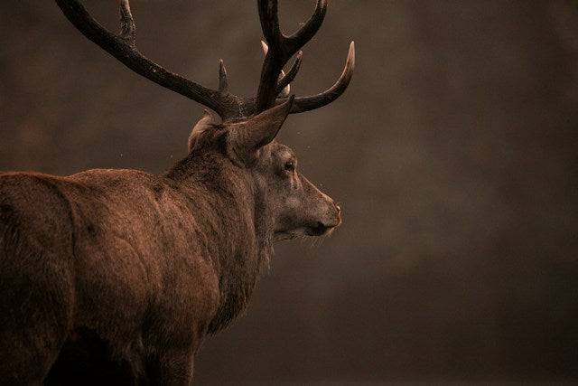 Navigating Oregon's Winter Landscape for Elk Hunting Success