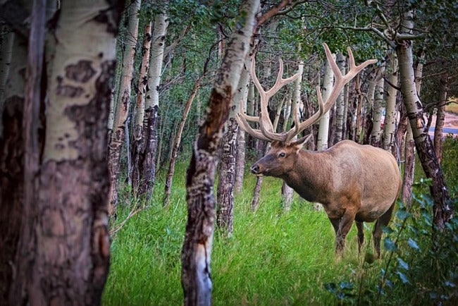 Tips on Mastering Elk Hunting Tags: Your Gateway to Adventure