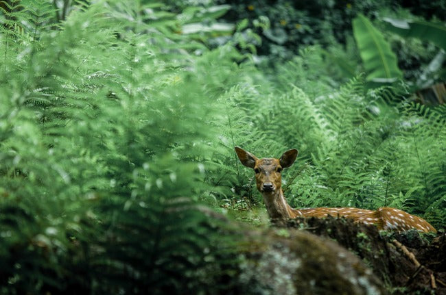 Unlocking the Thrills of Deer Hunting in Oklahoma: A Beginner's Guide