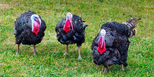 Get Ready for Turkey Hunting Season: Your Essential Guide